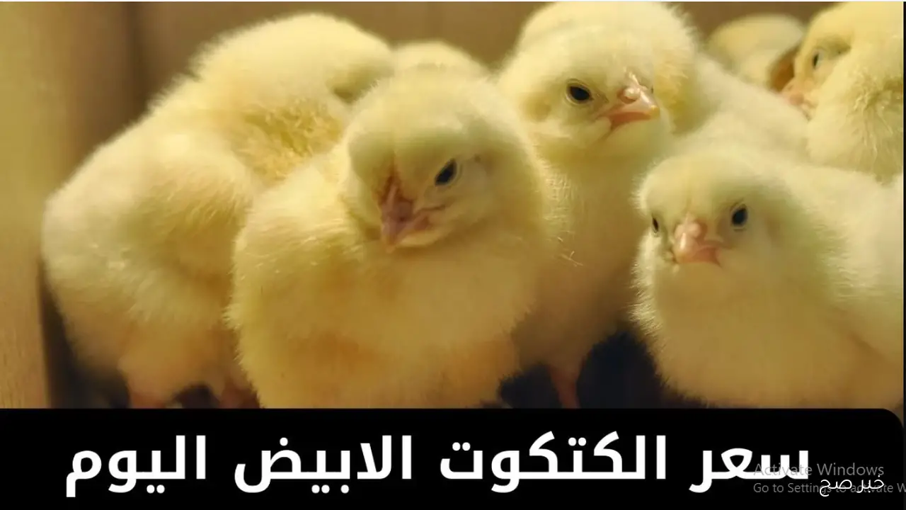 ارتفاع سعر الكتكوت الأبيض اليوم في بورصة الدواجن الرئيسية.. عمر يوم بكام؟