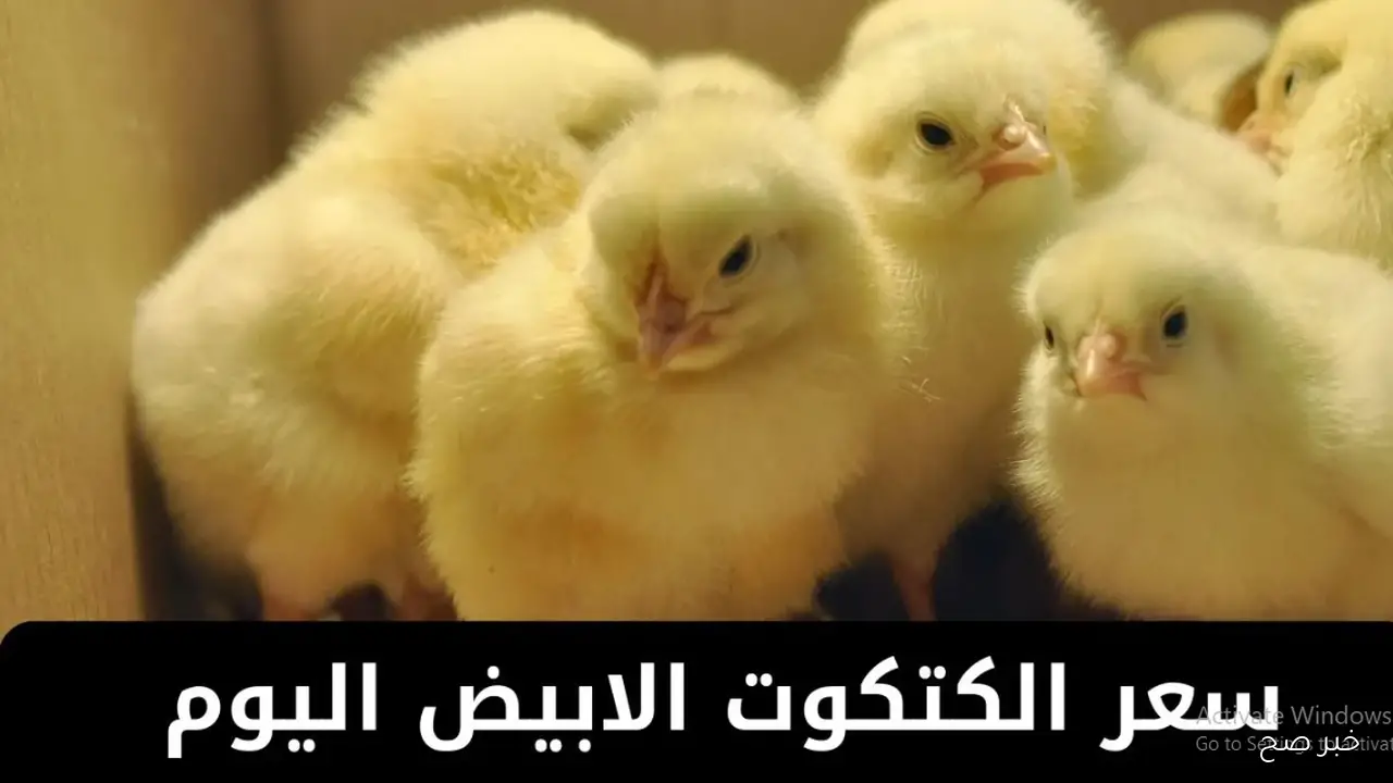 ارتفاع سعر الكتكوت الأبيض اليوم في بورصة الدواجن الرئيسية.. عمر يوم بكام