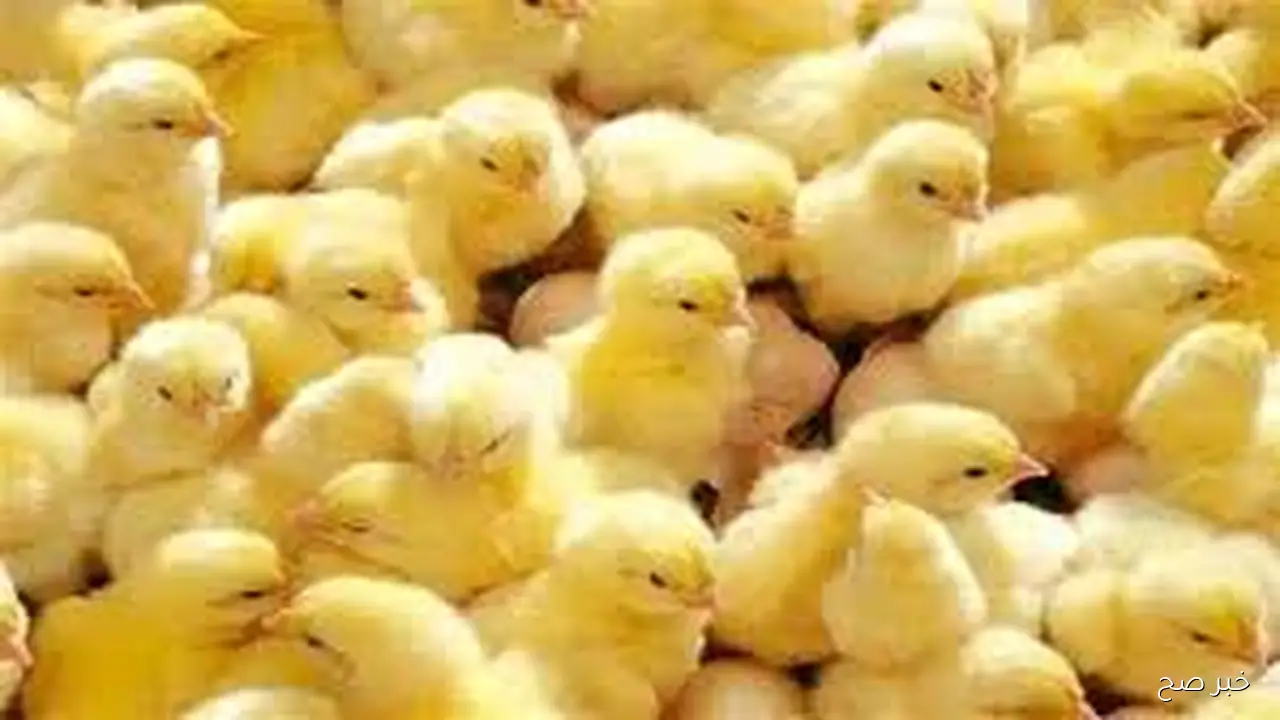 اسعار الكتاكيت اليوم بجميع الشركات الأربعاء 1 أكتوبر 2025 وفق آخر التحديثات المعلنه من بورصه الدواجن