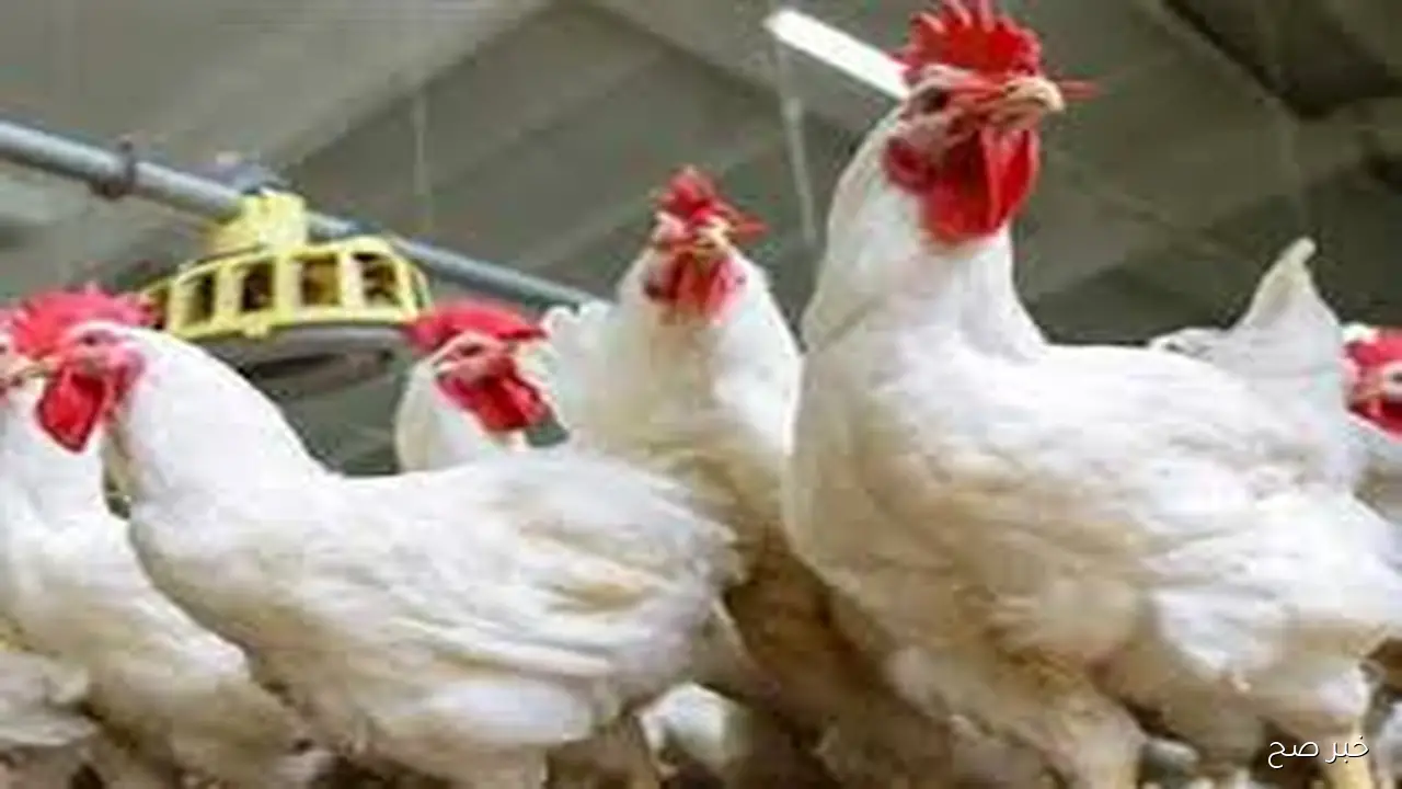 اسعار الفراخ البيضاء اليوم الأحد 5 أكتوبر 2025 وفقا لآخر تحديثات لبورصة الدواجن