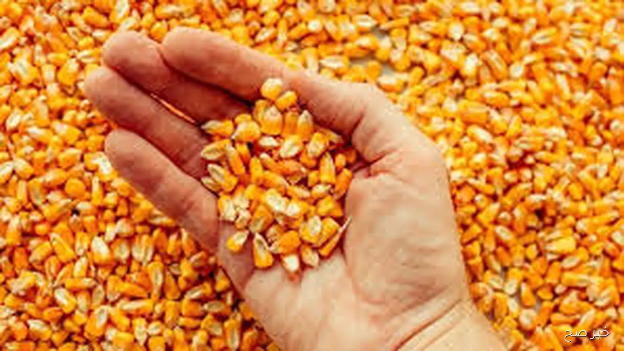 الأرجنتيني والأوكراني.. سعر طن الذرة الصفراء اليوم الاثنين 20 اكتوبر 2025 بالمحلات التجارية