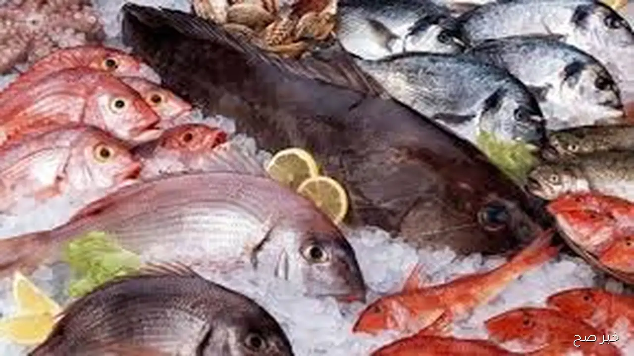 اسعار السمك اليوم بمستهل ختام تعاملات الجمعة 24 أكتوبر 2025 وفق آخر تحديث لشوادر وحلقات الاسماك