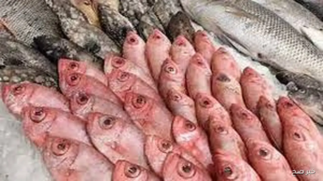 قائمة اسعار السمك اليوم الاثنين 27 اكتوبر 2025 بشوادر وحلقات الاسماك للجمله