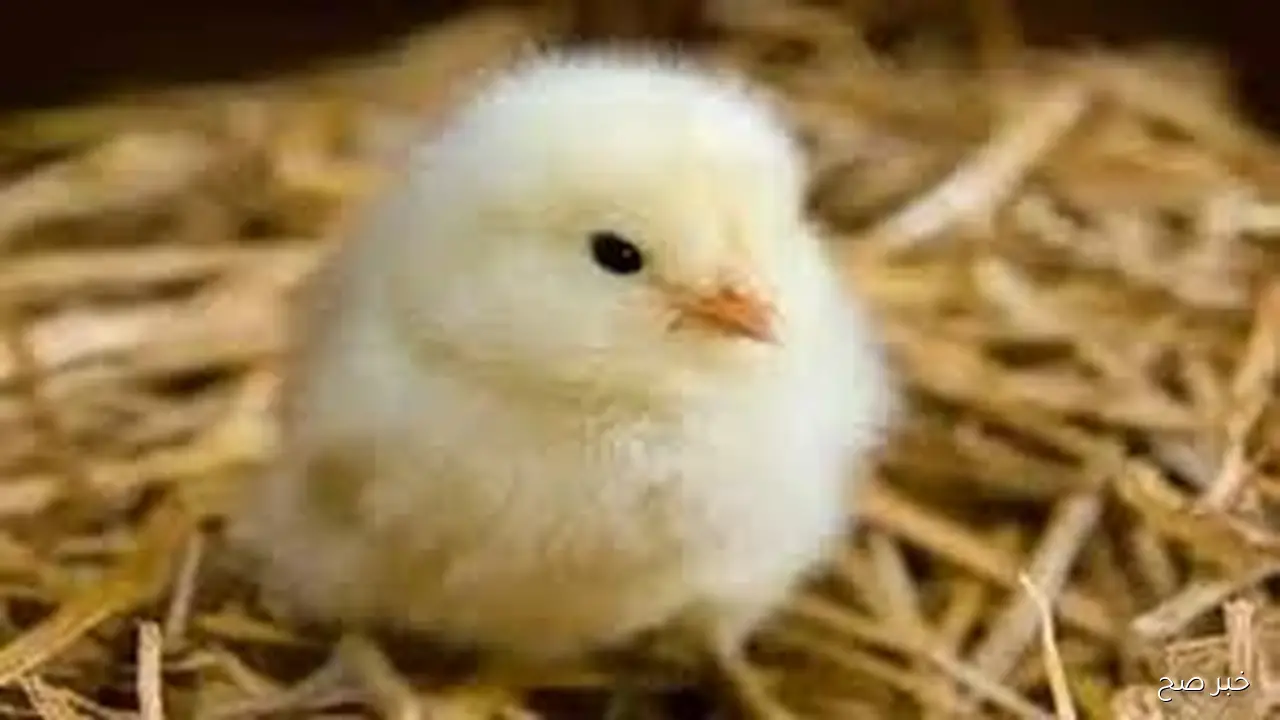 اسعار الكتاكيت اليوم بجميع الشركات الاثنين الموافق 27 اكتوبر 2025 وفق آخر تحديث لبورصة الدواجن