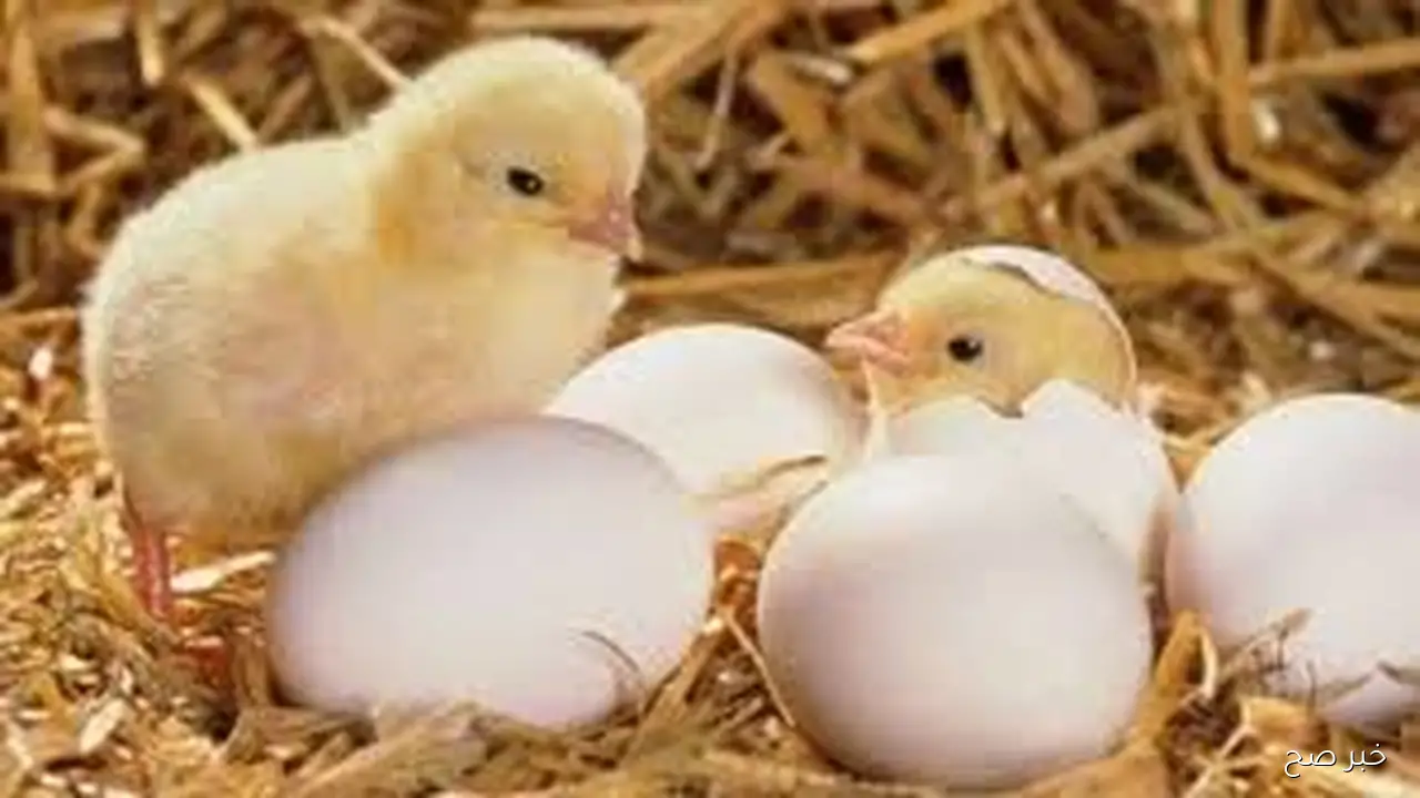 الصغنن بكام؟.. اسعار الكتاكيت اليوم بجميع الشركات الثلاثاء 21 اكتوبر 2025 وفق آخر تحديث لبورصة لدوجن