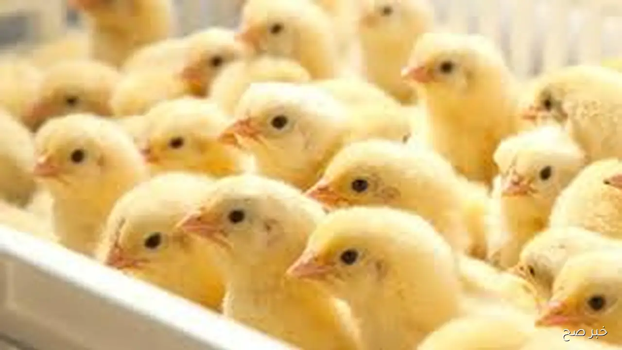 سعر الكتكوت الأبيض اليوم عمر يوم الجمعة 17 اكتوبر 2025 بالأسواق المحلية بمستهل التعاملات