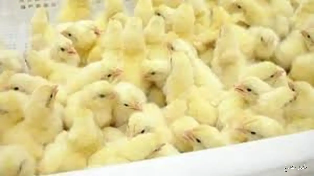 سعر الكتكوت الابيض اليوم الاثنين 20 اكتوبر 2025 بالاسواق المحلية وبورصة الدواجن