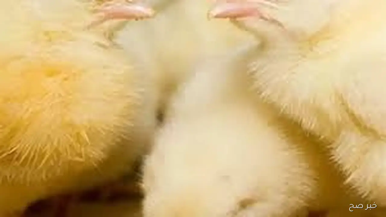 سعر الكتكوت الابيض اليوم الاربعاء 22 اكتوبر 2025 بالاسواق المحلية بآخر تحديثات