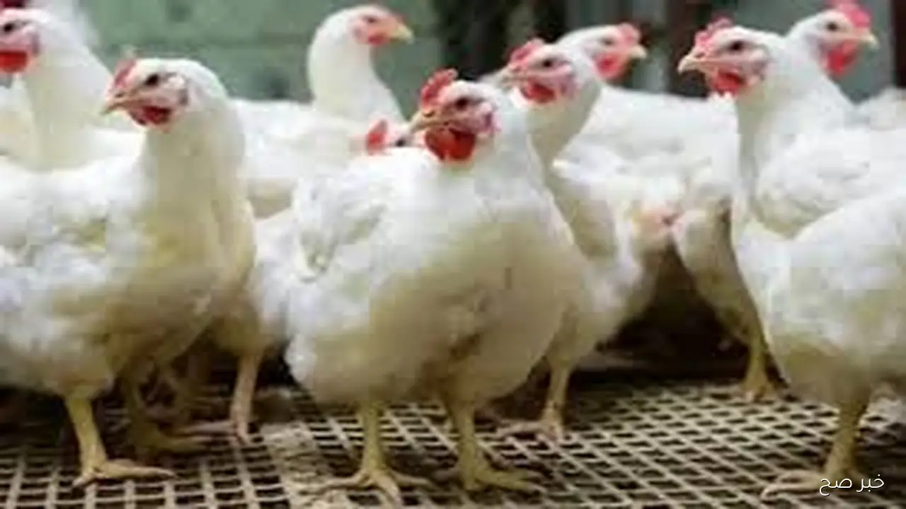 بورصة الدواجن اليوم أسعار الفراخ البيضاء الاربعاء 22 اكتوبر 2025 للمستهلك وفق اخر تحديث