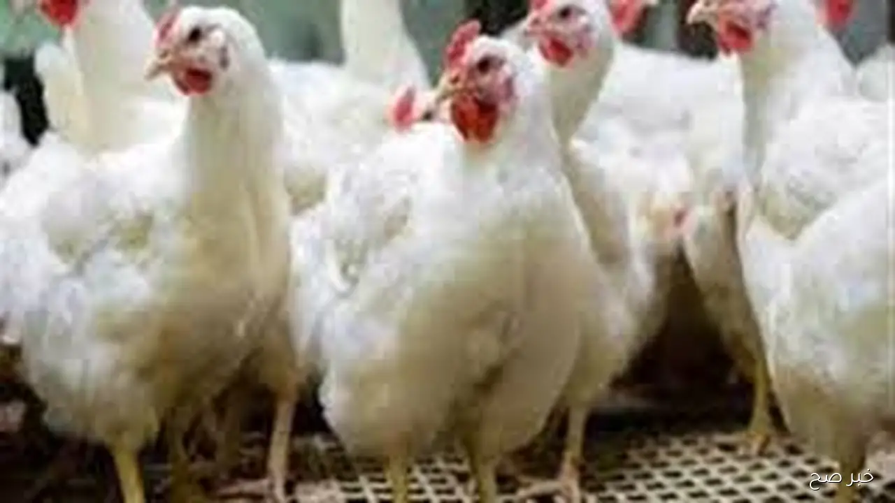 بورصة الدواجن اليوم أسعار الفراخ البيضاء الخميس 23-10-2025 للمستهلك بالاسواق المحلية