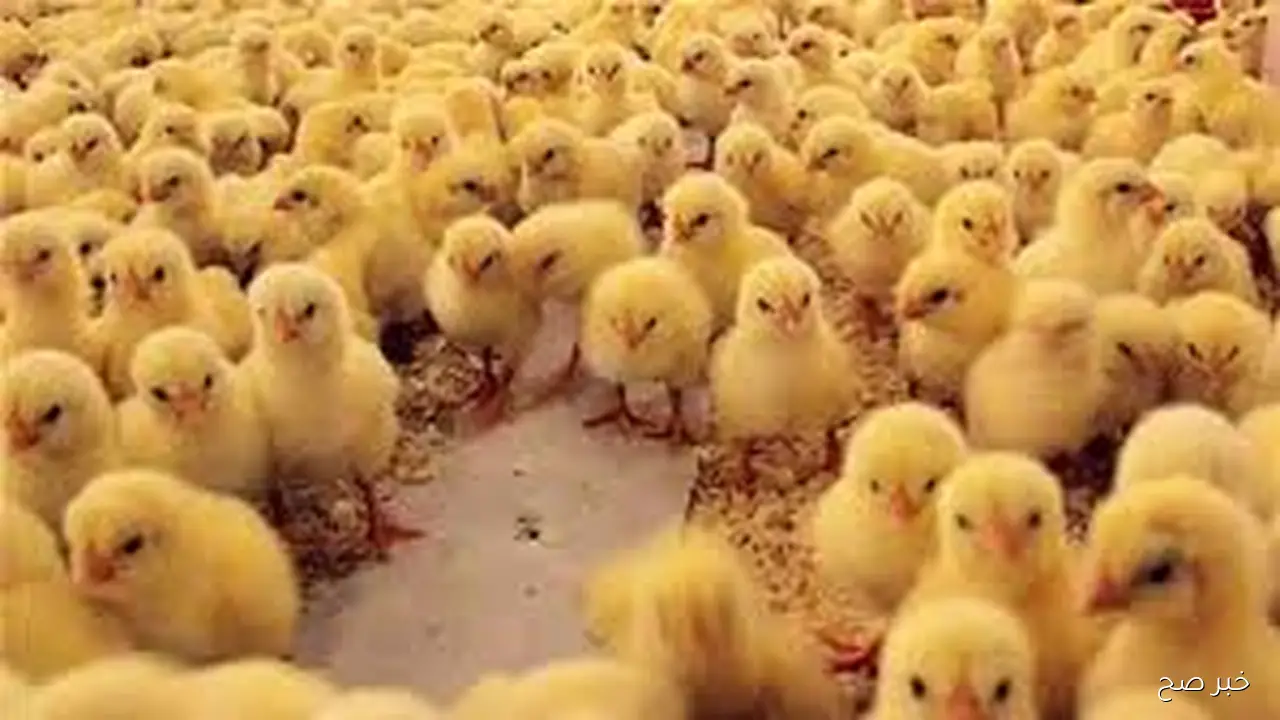 آخر تحديث.. سعر الكتكوت الابيض اليوم الخميس 23 اكتوبر 2025 بالاسواق المحلية بختام التعاملات