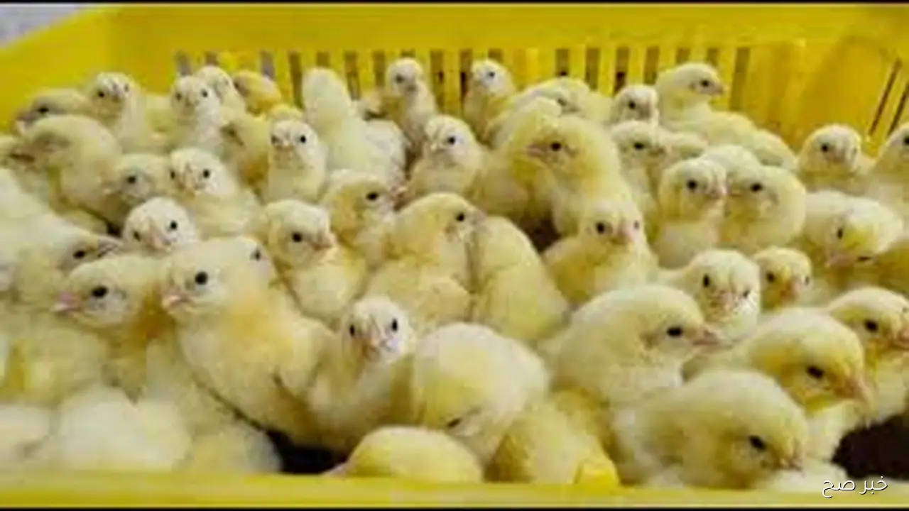 ارتفاع سعر الكتكوت الابيض اليوم الاثنين 27 اكتوبر 2025 في الاسواق المحلية وبورصة الدواجن