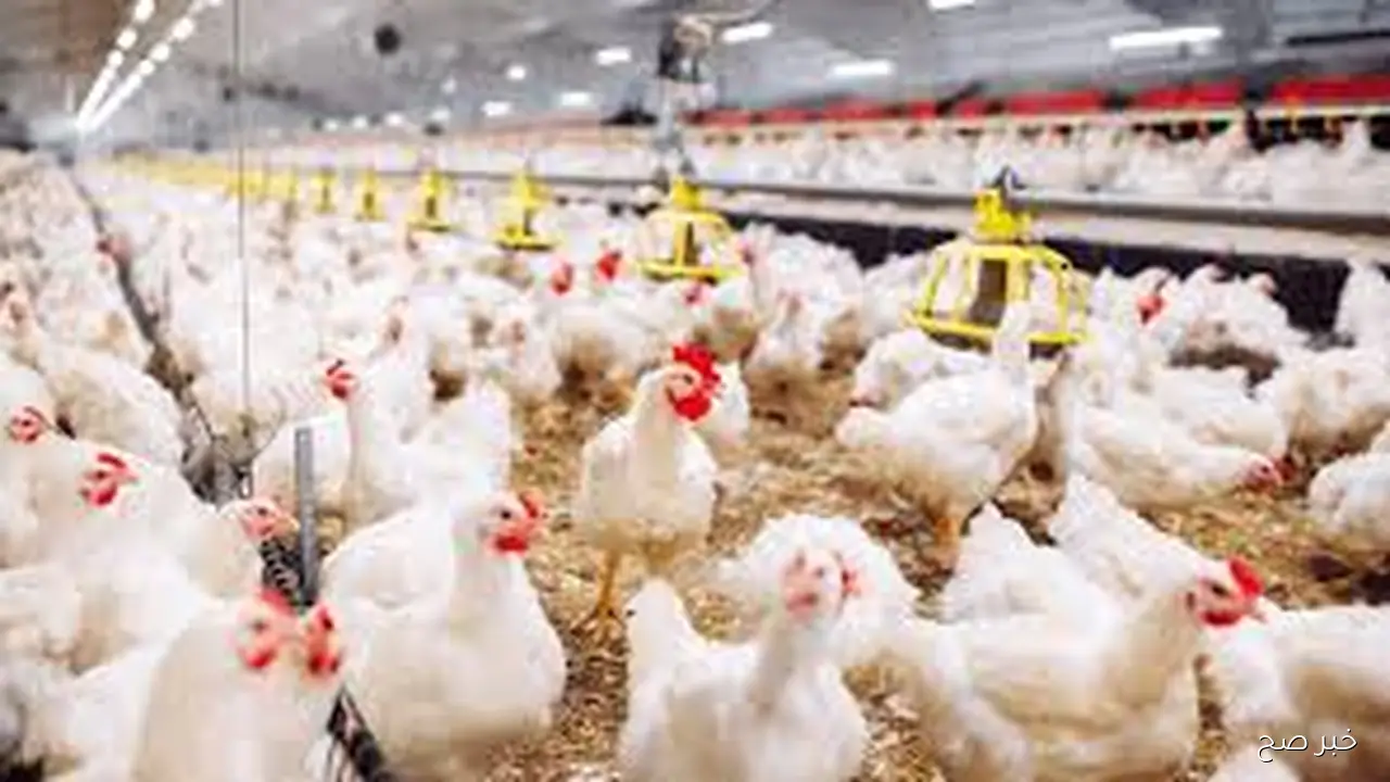 تحديث مباشر.. بورصة الدواجن اليوم أسعار الفراخ البيضاء بتاريخ 16 اكتوبر 2025 بالاسواق المحلية