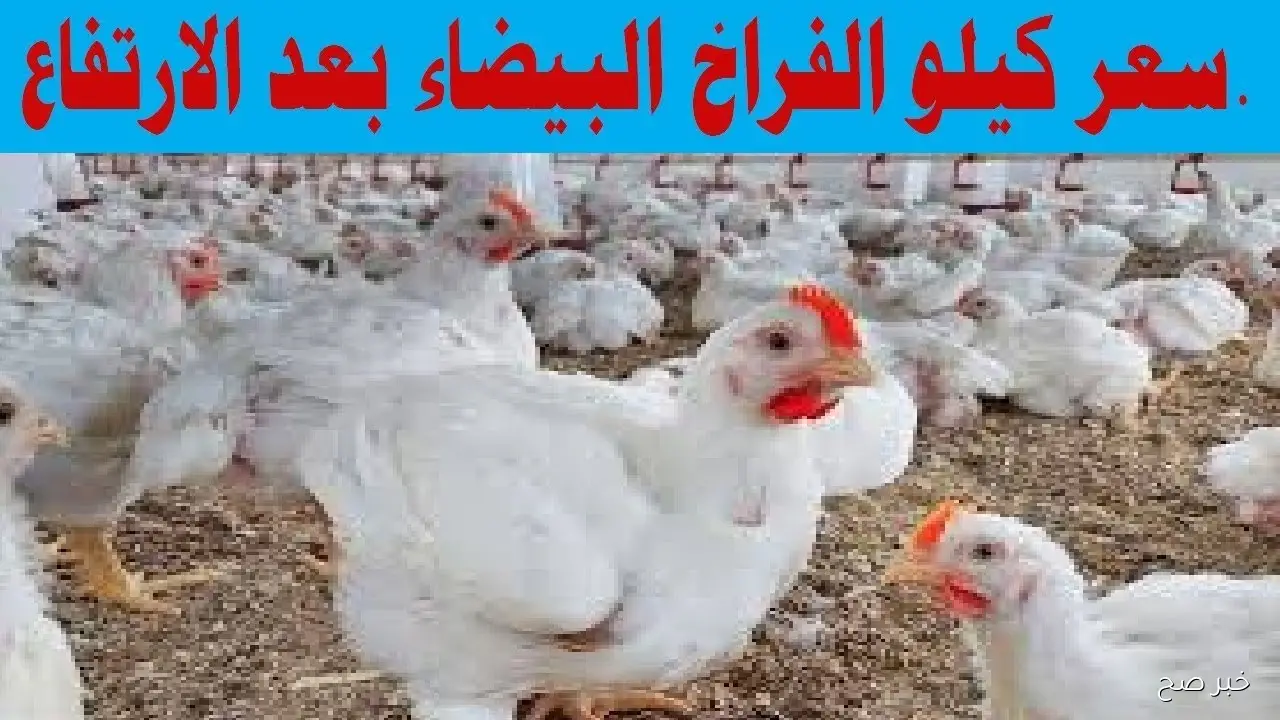 ارتفاع سعر كيلو الفراخ البيضاء في مصر وسط زيادة الطلب وتراجع المعروض (تفاصيل)
