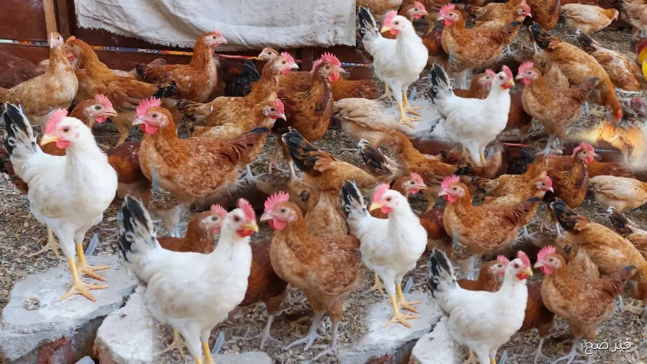 سعر كرتونة البيض اليوم الأربعاء 29 أكتوبر 2025 وفق آخر تحديث بورصة الدواجن