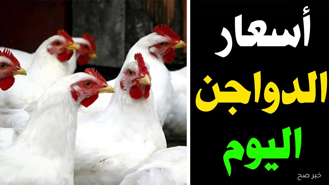 قائمة بورصة الدواجن اليوم أسعار الفراخ البيضاء الاثنين 27/ 10/ 2025 في جميع الأسواق