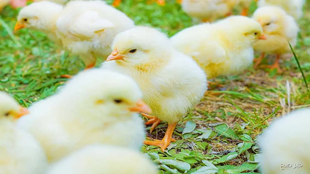 تحديث مباشر… سعر الكتكوت الابيض اليوم الثلاثاء 21 اكتوبر 2025 بالاسواق المحلية