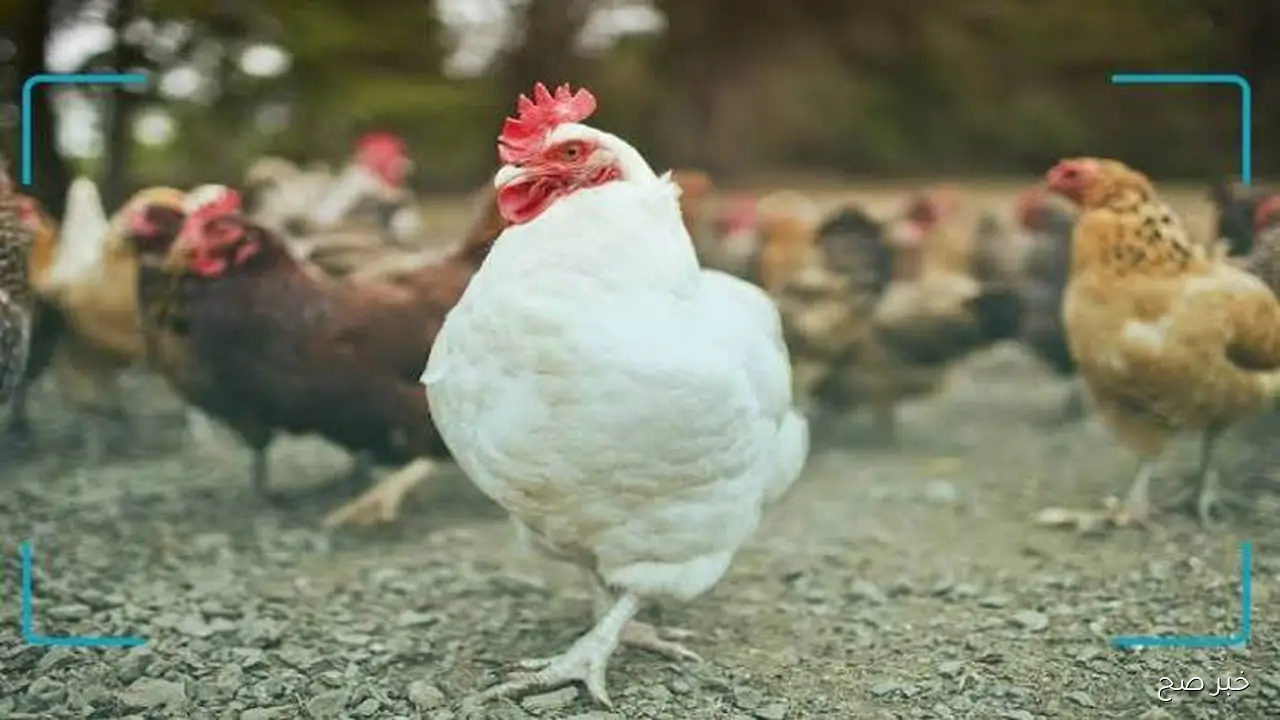 قفزة جديدة في بورصة الدواجن اليوم أسعار الفراخ البيضاء الثلاثاء 28 اكتوبر 2025 بجميع الاسواق المحلية
