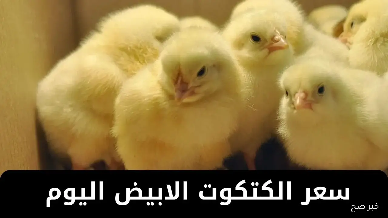 تحديث حصري.. سعر الكتكوت الأبيض اليوم عمر يوم الأربعاء 1 أكتوبر 2025 في السوق المصري