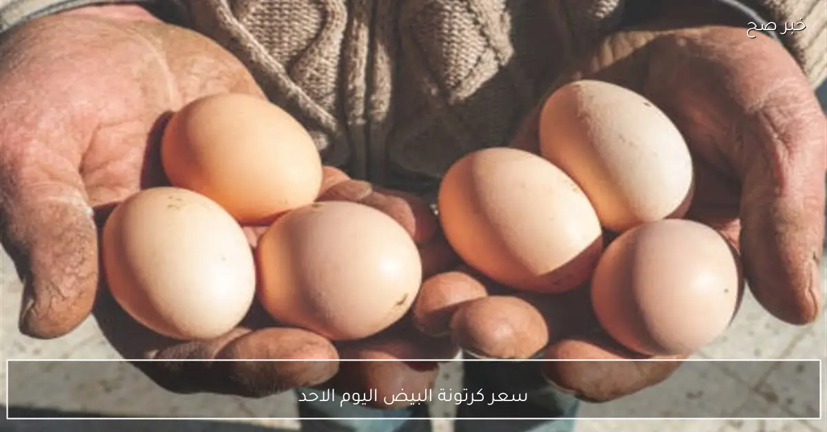 (تحديث رسمي).. سعر كرتونة البيض اليوم الاحد 30-11-2025 للمستهلك في مصر
