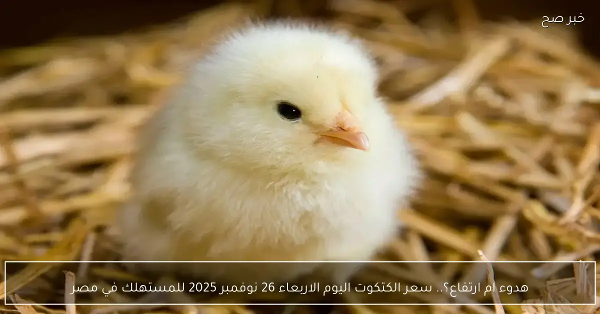 هدوء ام ارتفاع؟.. سعر الكتكوت اليوم الاربعاء 26 نوفمبر 2025 للمستهلك في مصر