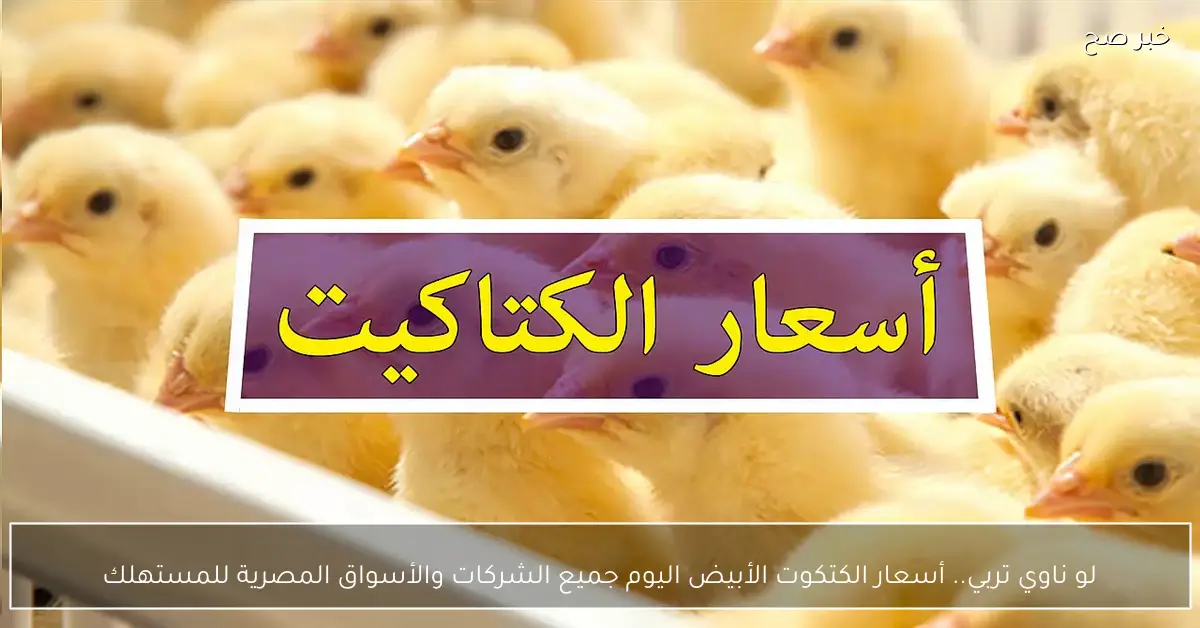 لو ناوي تربي.. أسعار الكتكوت الأبيض اليوم جميع الشركات والأسواق المصرية للمستهلك