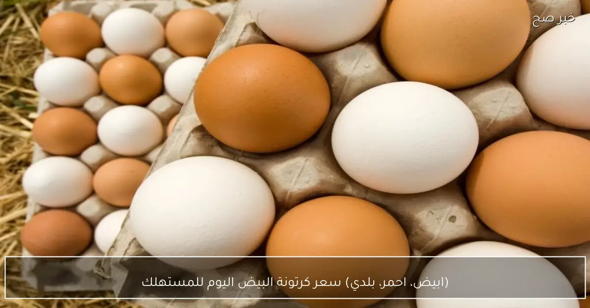 (ابيض، احمر، بلدي) سعر كرتونة البيض اليوم للمستهلك في الاسواق المصرية