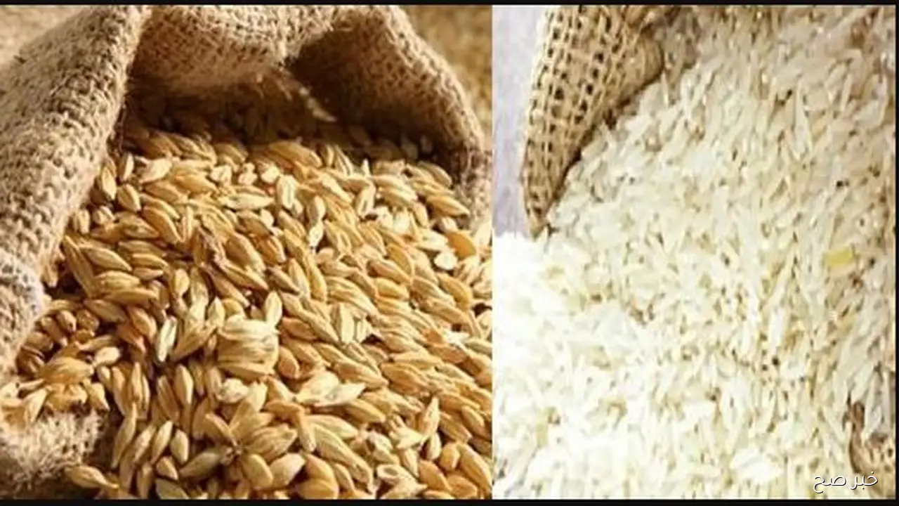 ضبط سعر الارز الشعير اليوم لأول مرة عند التٌجار وفي الاسواق