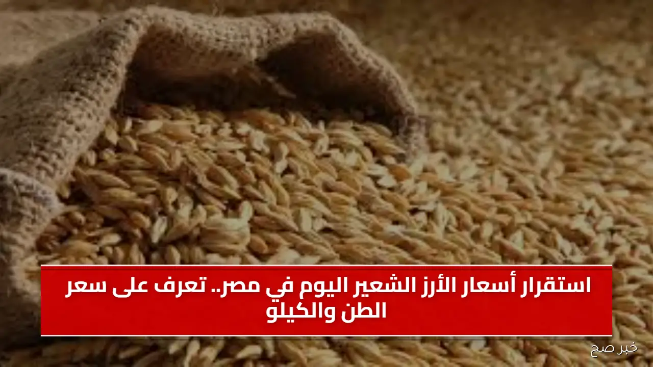 استقرار أسعار الأرز الشعير اليوم في مصر.. تعرف على سعر الطن والكيلو