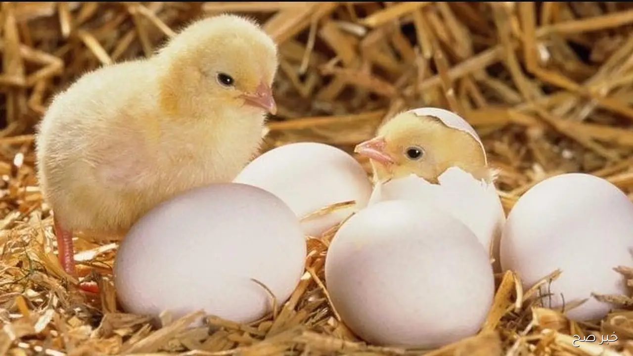 خيــارك الاقتصادي .. اسعار الكتاكيت اليوم الاثنين 10\11\2025 في مصر