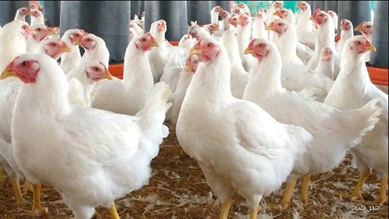 بورصة الدواجن اليوم أسعار الفراخ البيضاء 12\11\2025 للمستهلكين