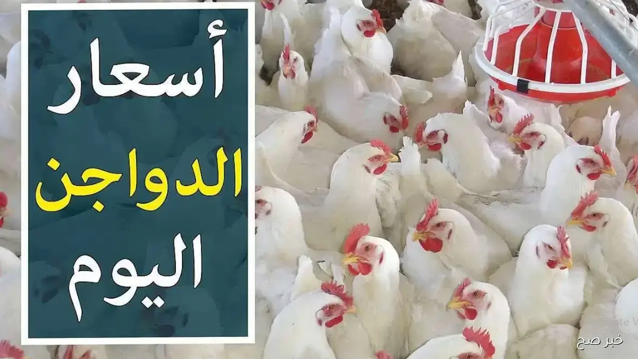 استقرار بورصة الدواجن اليوم أسعار الفراخ البيضاء في تعاملات الأحد 2 نوفمبر 2025