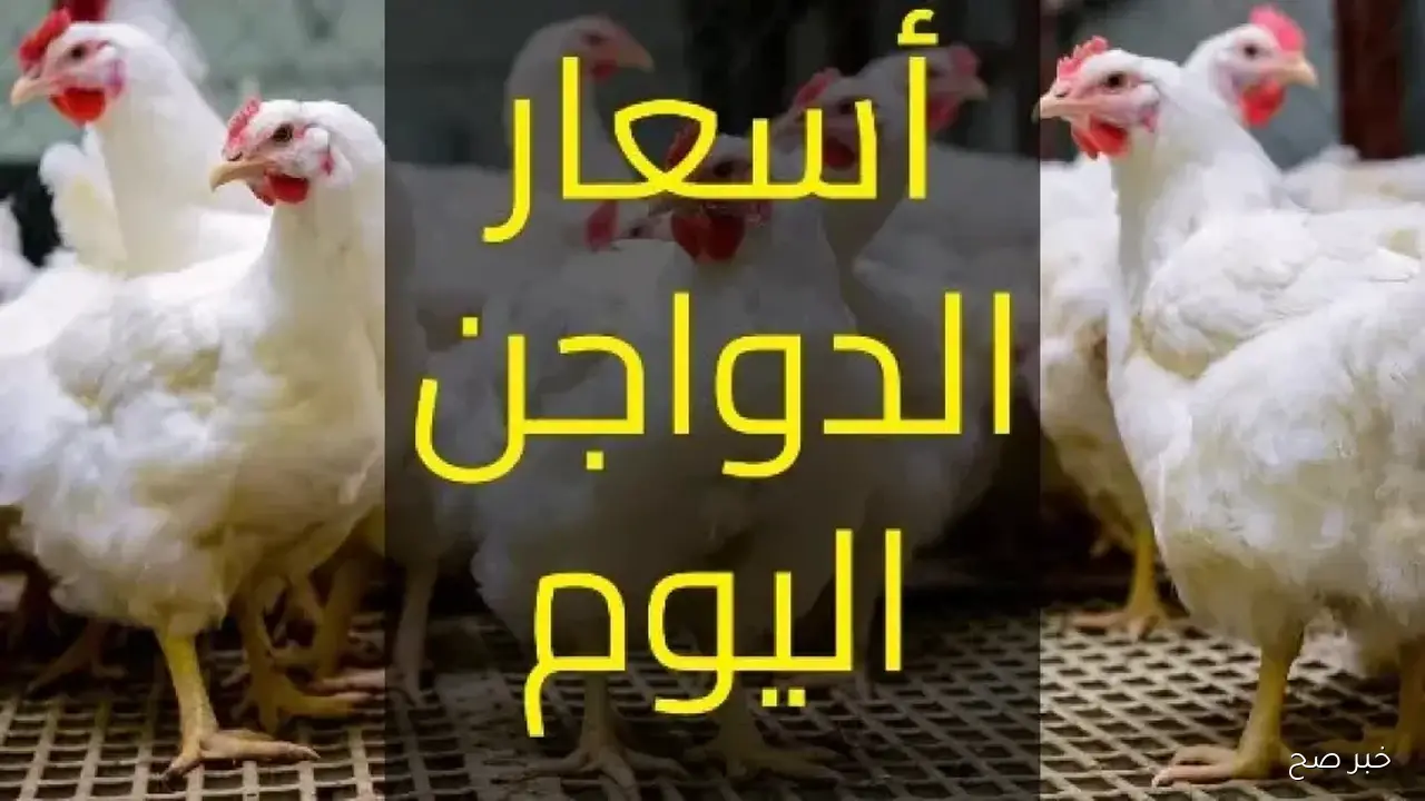 بورصة الدواجن اليوم أسعار الفراخ البيضاء الأربعاء 2025/11/12 في الأسواق المصرية