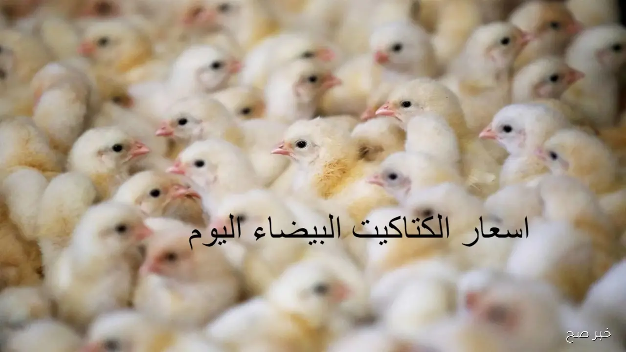 تحديث اسعار الكتاكيت اليوم الخميس 6 نوفمبر 2025 في بورصة الدواجن الآن