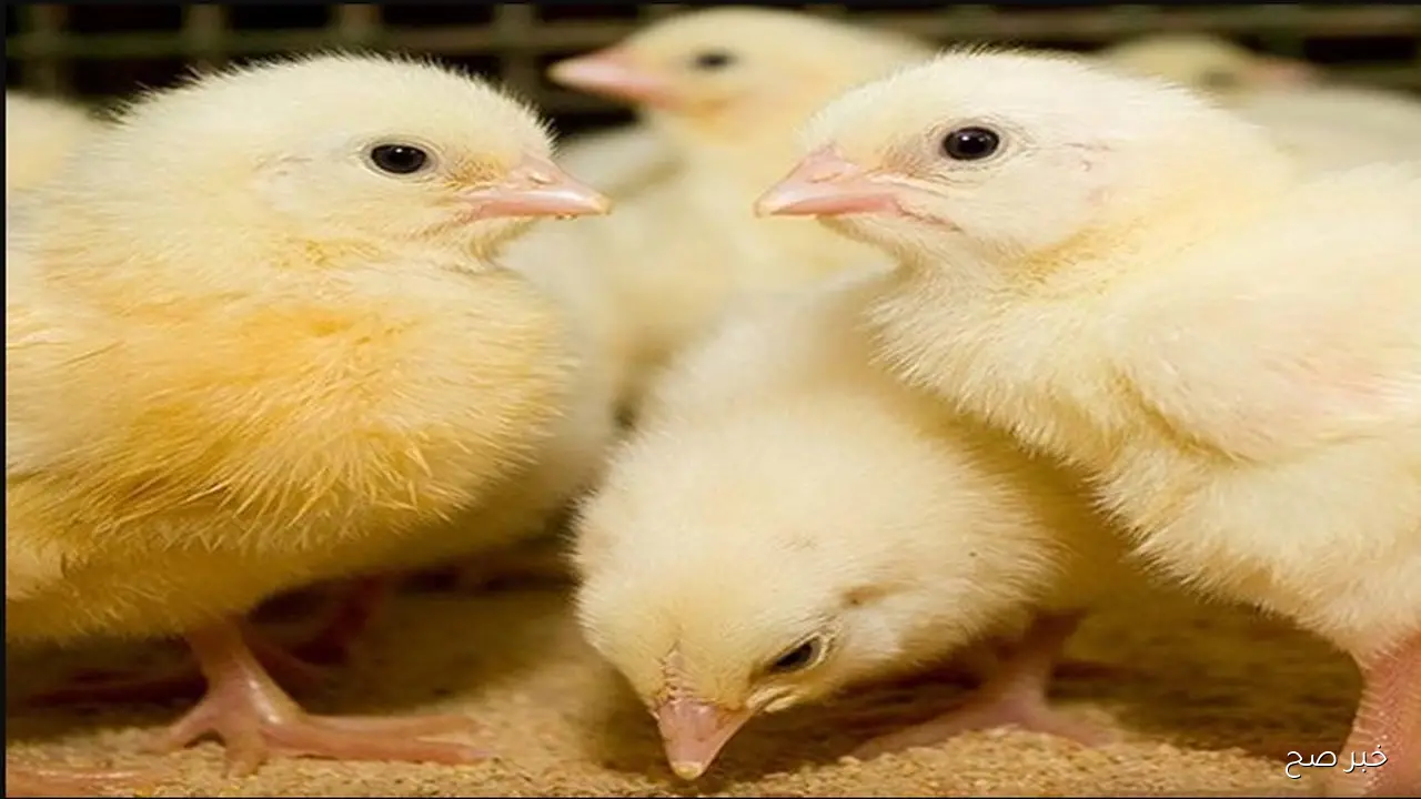 عمر يوم وصل كام؟؟ اسعار الكتاكيت اليوم في الشركات والقطعان