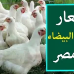 سعر كيلو الفراخ اليوم