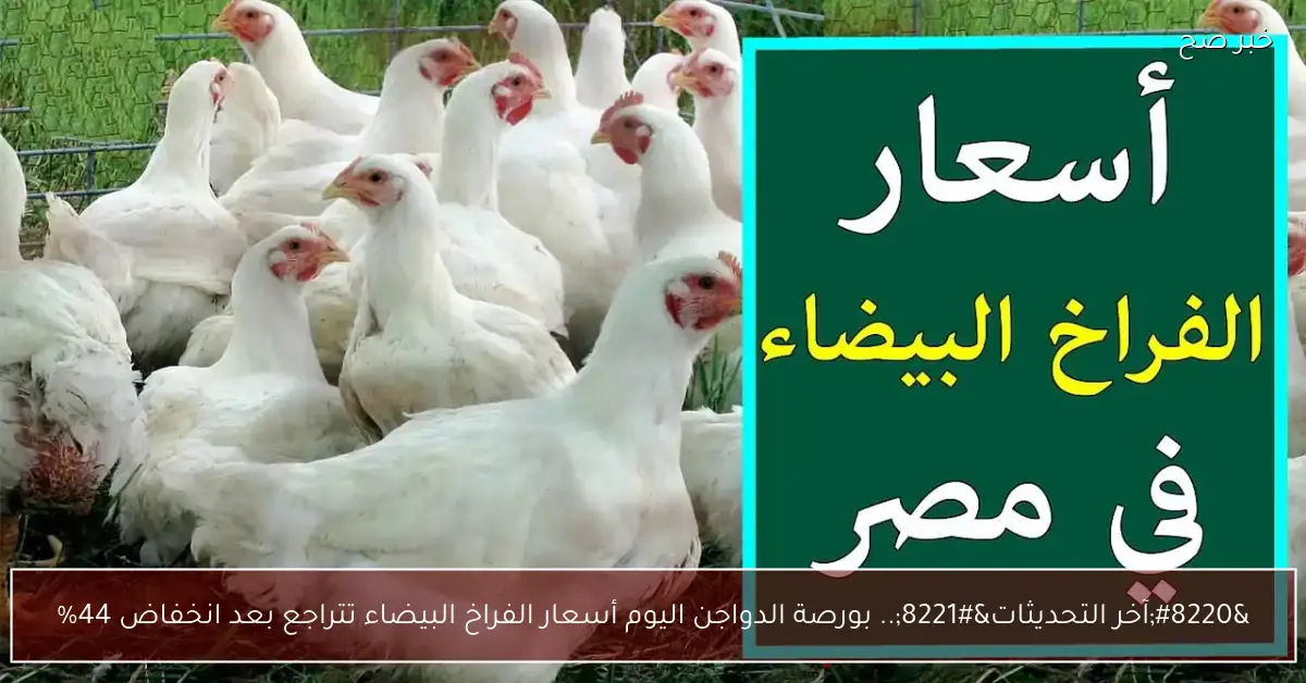 “آخر التحديثات”.. بورصة الدواجن اليوم أسعار الفراخ البيضاء تتراجع بعد انخفاض 44%