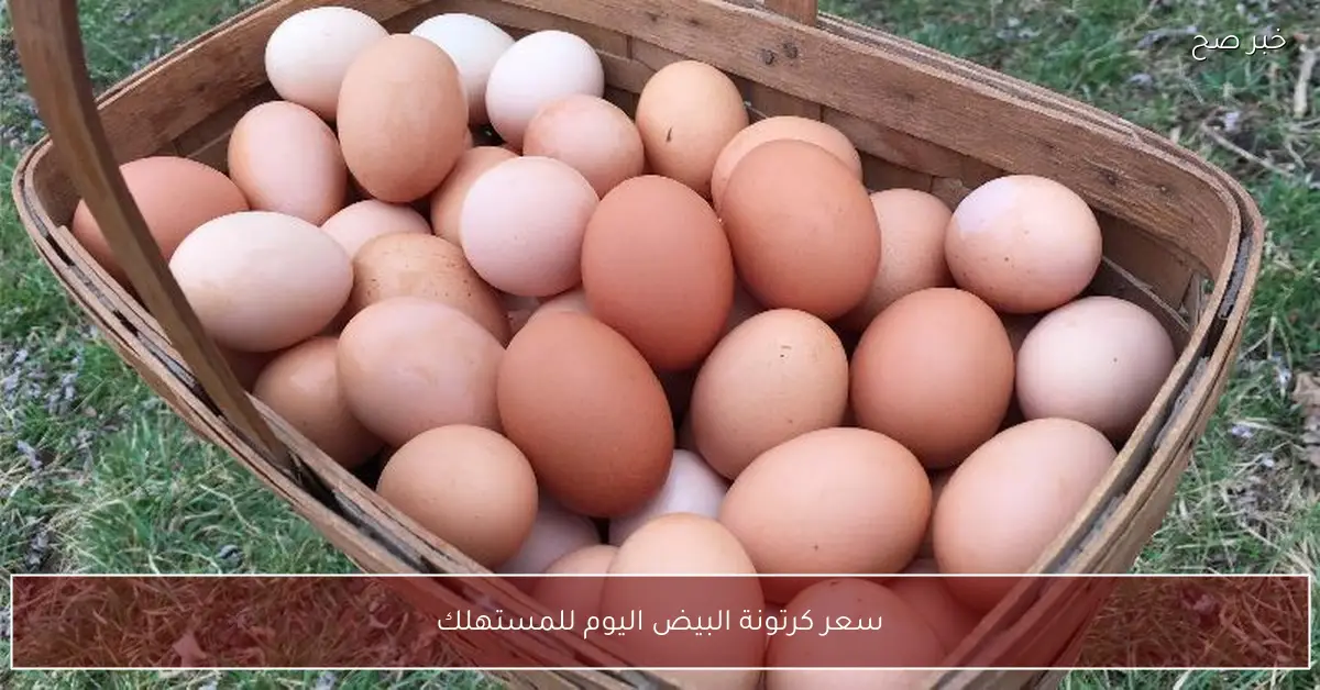 (احمر وابيض وبلدي) سعر كرتونة البيض اليوم للمستهلك في الاسواق المصرية