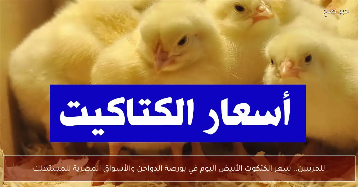 للمربيين.. سعر الكتكوت الأبيض اليوم في بورصة الدواجن والأسواق المصرية للمستهلك