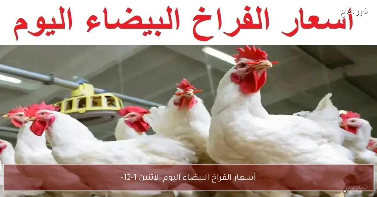 انخفاض أسعار الفراخ البيضاء اليوم الاثنين 1-12-2025 للمستهلك في مصر
