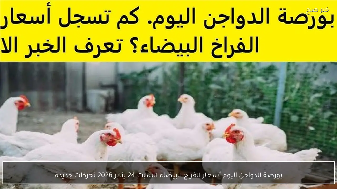 بورصة الدواجن اليوم أسعار الفراخ البيضاء السبت 24 يناير 2026 تحركات جديدة