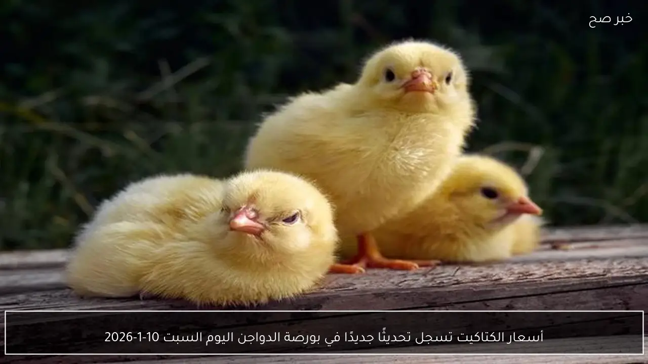 أسعار الكتاكيت تسجل تحديثًا جديدًا في بورصة الدواجن اليوم السبت 10-1-2026