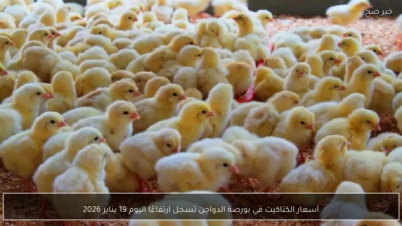أسعار الكتاكيت في بورصة الدواجن تسجل ارتفاعًا اليوم 19 يناير 2026