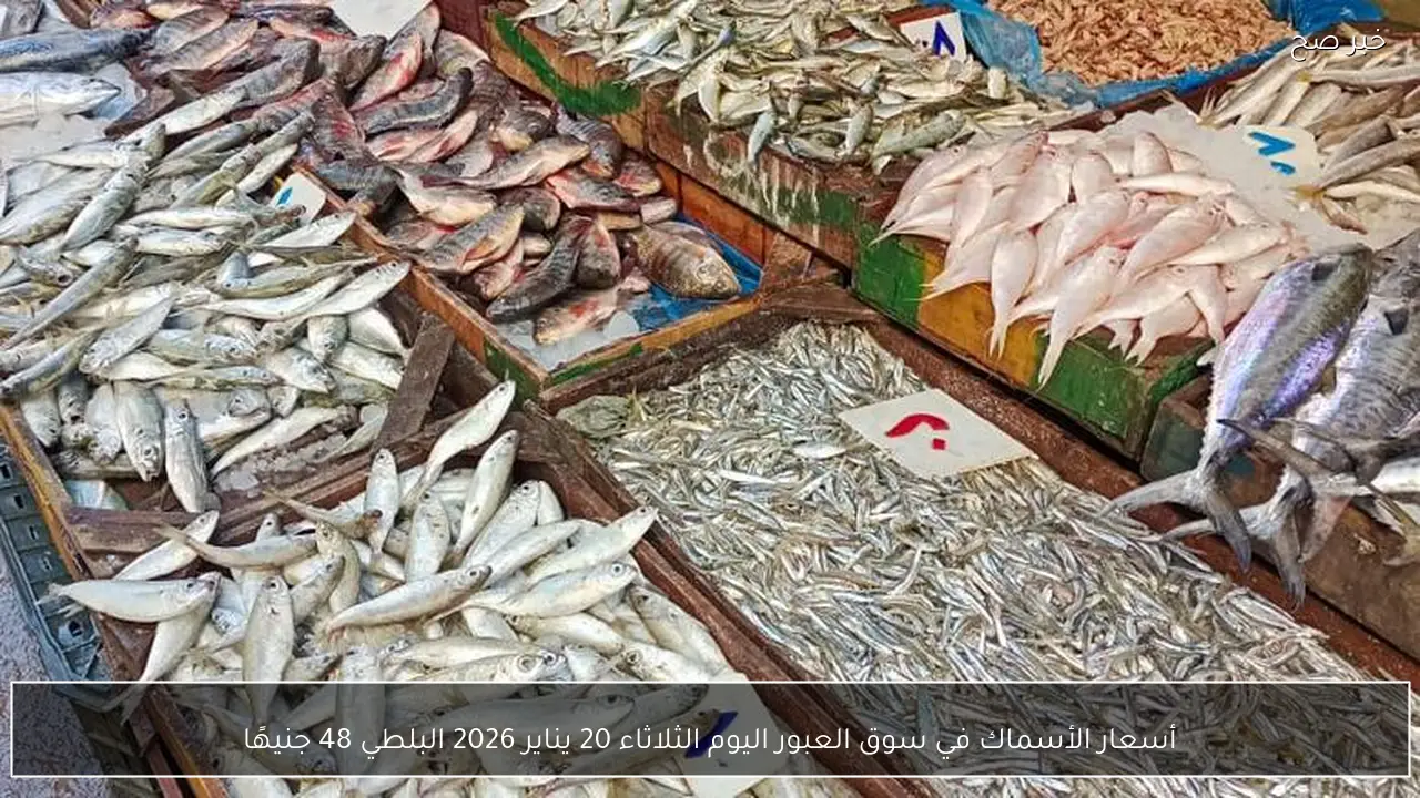 أسعار الأسماك في سوق العبور اليوم الثلاثاء 20 يناير 2026 البلطي 48 جنيهًا