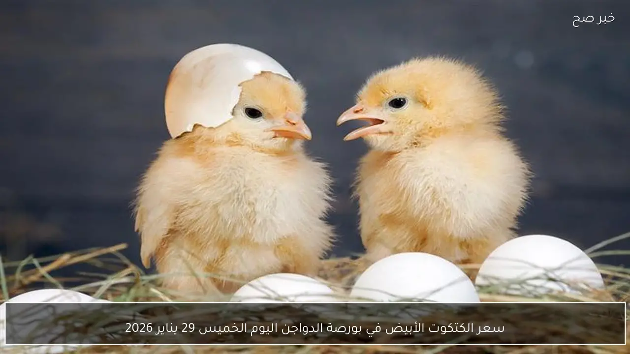 سعر الكتكوت الأبيض في بورصة الدواجن اليوم الخميس 29 يناير 2026