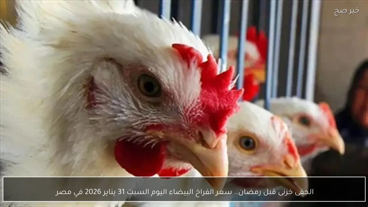 الحقى خزنى قبل رمضان.. سعر الفراخ البيضاء اليوم السبت 31 يناير 2026 في مصر 