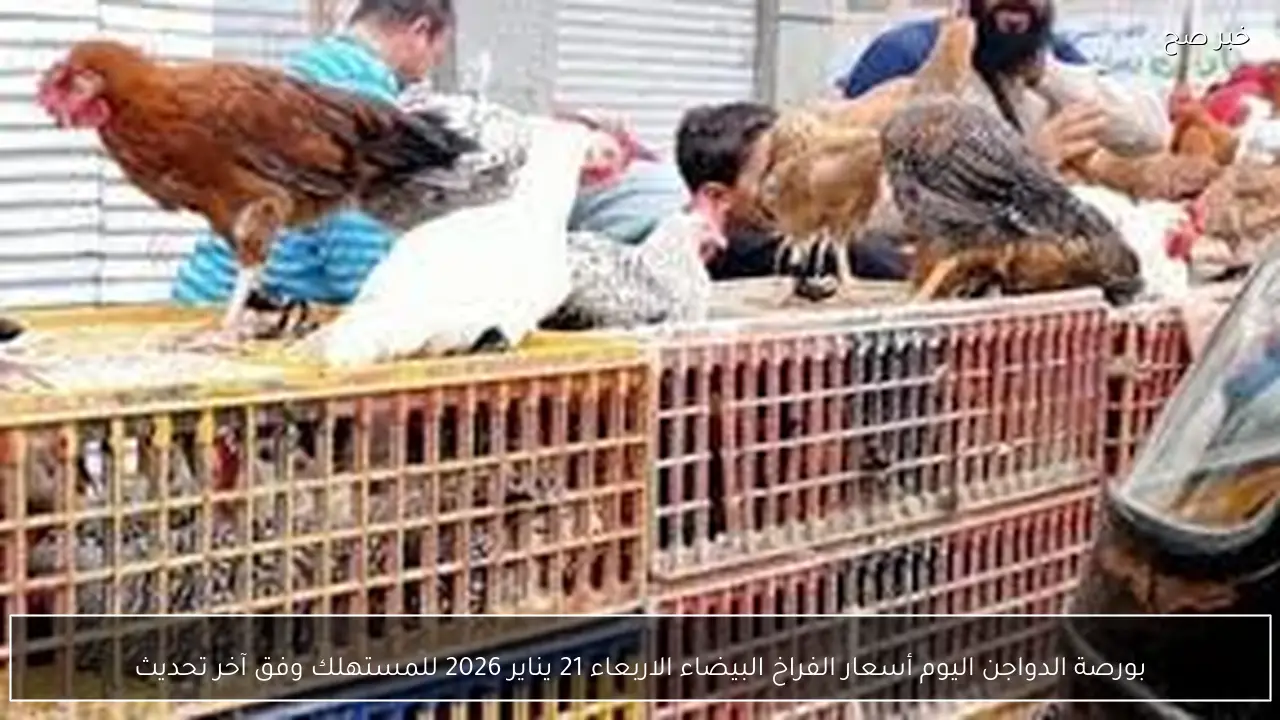 استقرار بورصة الدواجن اليوم أسعار الفراخ البيضاء الاربعاء 21 يناير 2026 للمستهلك وفق آخر تحديث