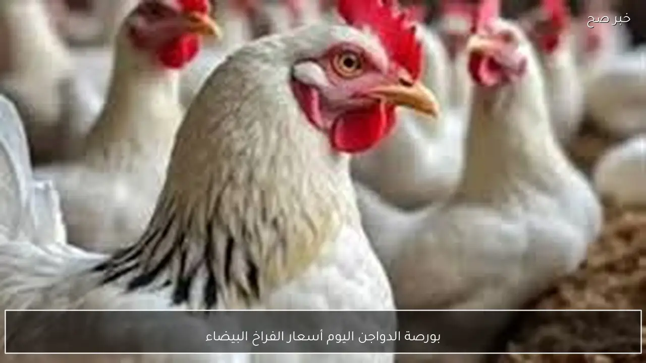 استقرار بورصة الدواجن اليوم أسعار الفراخ البيضاء الثلاثاء 27 يناير 2026 بمستهل منتصف التعاملات