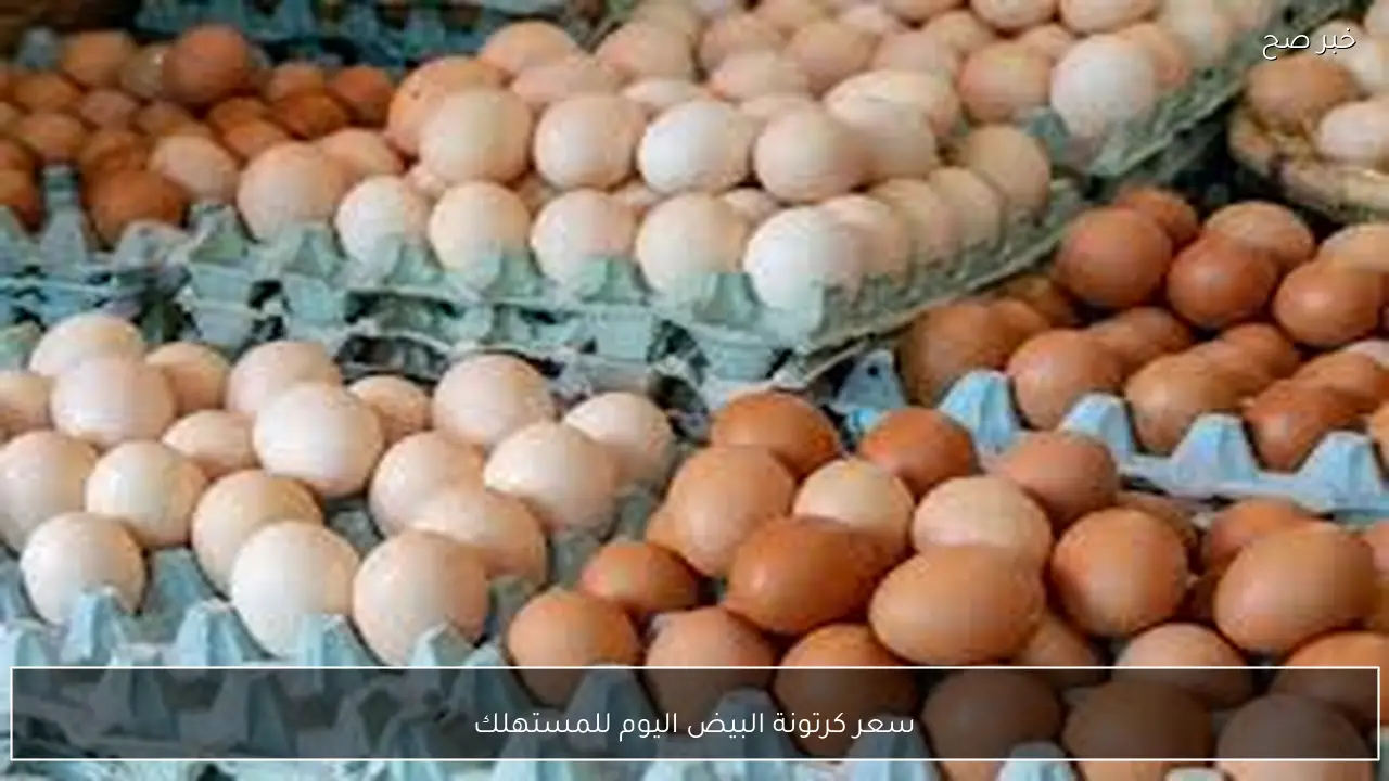 ” احمر وابيض وبلدي”.. سعر كرتونة البيض اليوم للمستهلك الثلاثاء 27-1-2026 داخل الاسواق المحلية