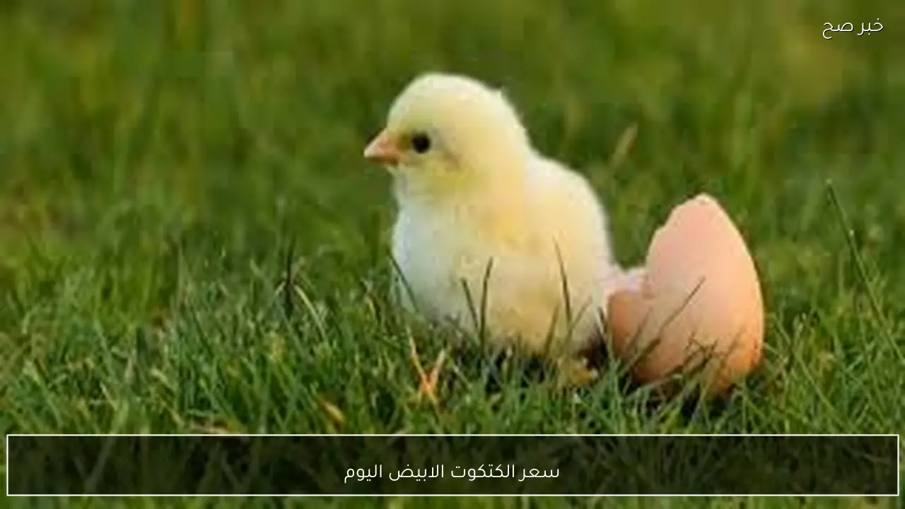 عمر يوم بكام؟.. سعر الكتكوت الابيض اليوم الخميس 29-1-2026 بالاسواق المحلية وفق آخر تحديث